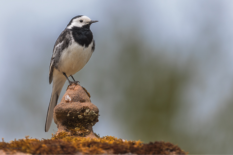 Pied Wagtail Motacilla alba on a monument